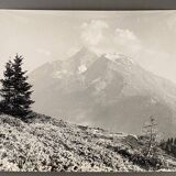 Vintage photograph of fir trees and mountains by Bernard Darot, 20th century