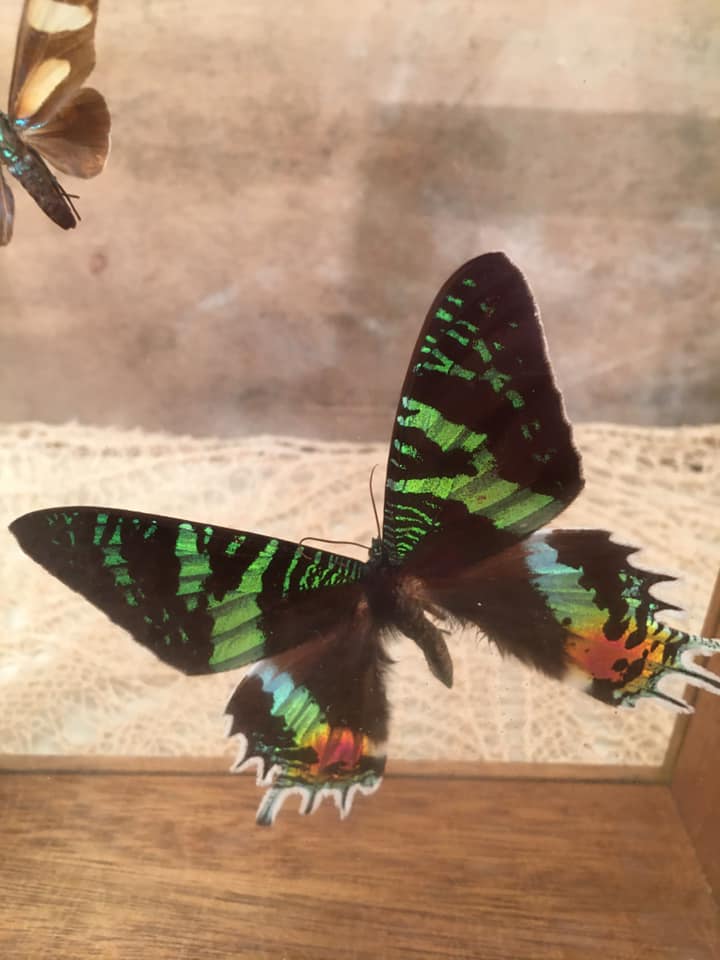 Wooden frame with 2 butterflies, Urania ripheus from Madagascar and, - Synthomidae from Mexico