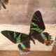 Wooden frame with 2 butterflies, Urania ripheus from Madagascar and, - Synthomidae from Mexico