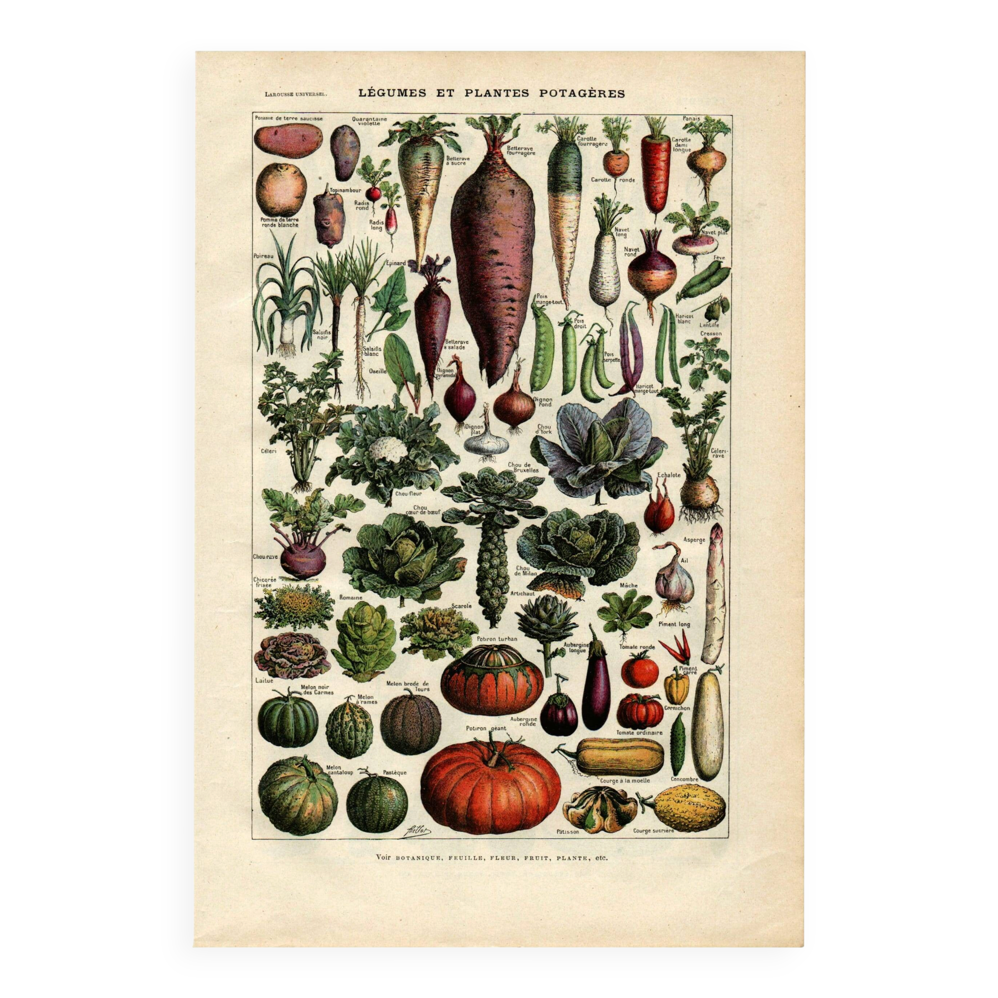 Old engraving from 1923 - Vegetables and kitchen garden - by A. Millot. Cooking