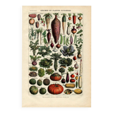 Old engraving from 1923 - Vegetables and kitchen garden - by A. Millot. Cooking