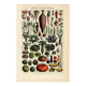Old engraving from 1923 - Vegetables and kitchen garden - by A. Millot. Cooking