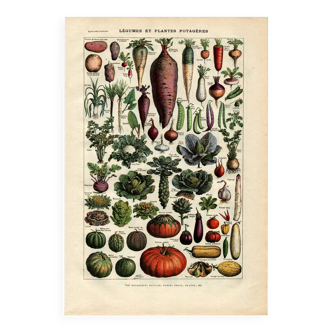 Old engraving from 1923 - Vegetables and kitchen garden - by A. Millot. Cooking