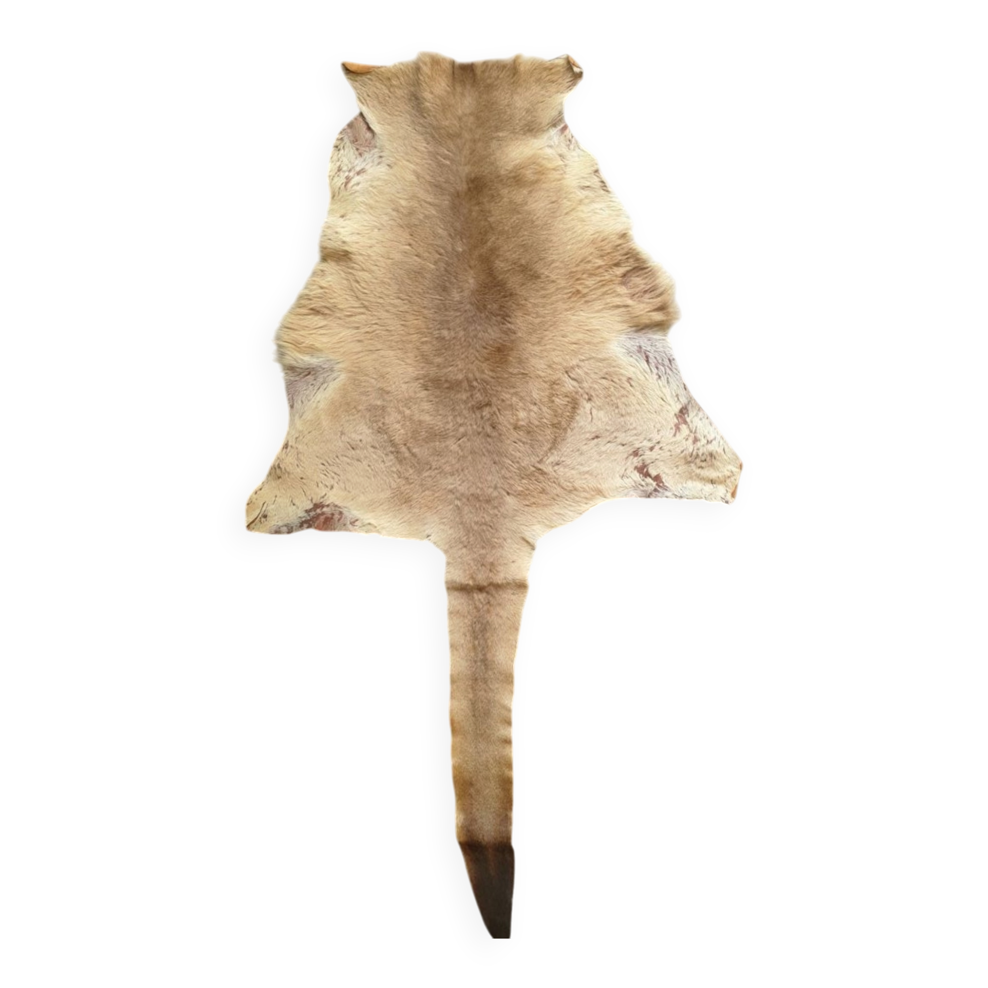 Kangaroo skin Curiosity cabinet
