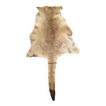 Kangaroo skin Curiosity cabinet