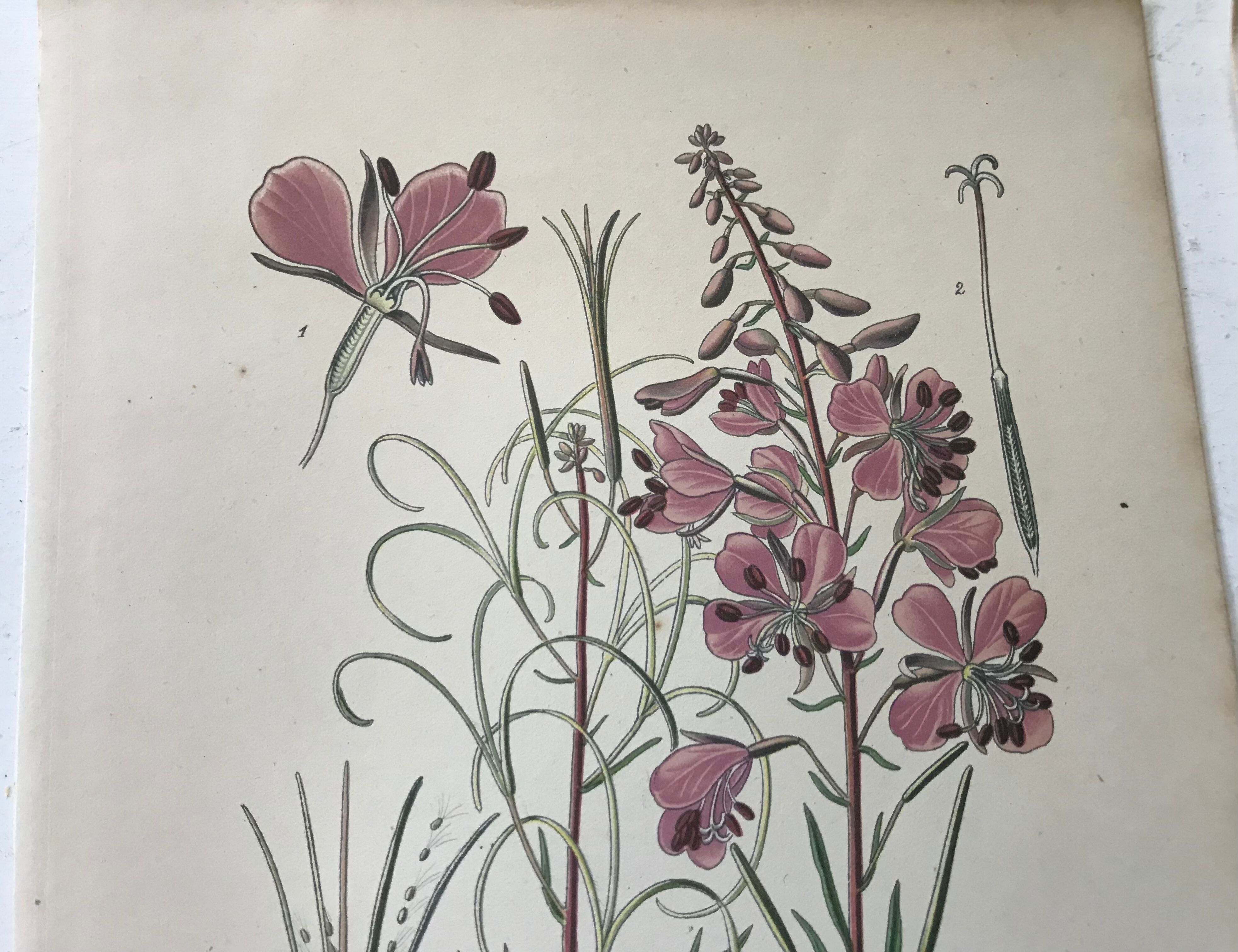 Botanical plates NINETEENTH