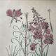 Botanical plates NINETEENTH