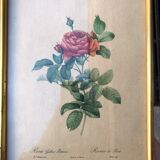 Lithograph PJ Redouté