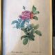 Lithograph PJ Redouté