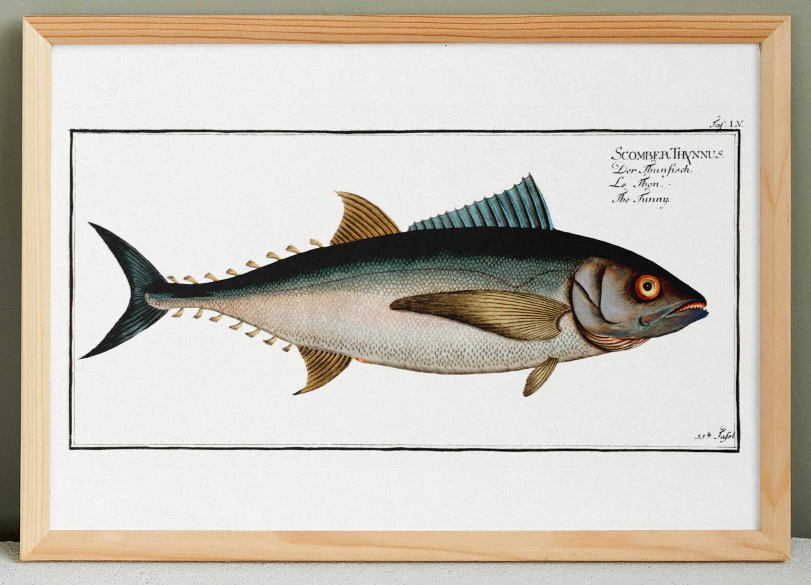 Poster about tuna, based on an old engraving from 1746.