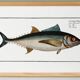 Poster about tuna, based on an old engraving from 1746.