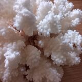 Coral shells