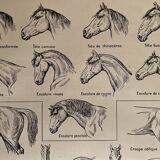 Lithographie gravure sur l'anatomie du cheval de 1921 (tête, croupe, sabots)