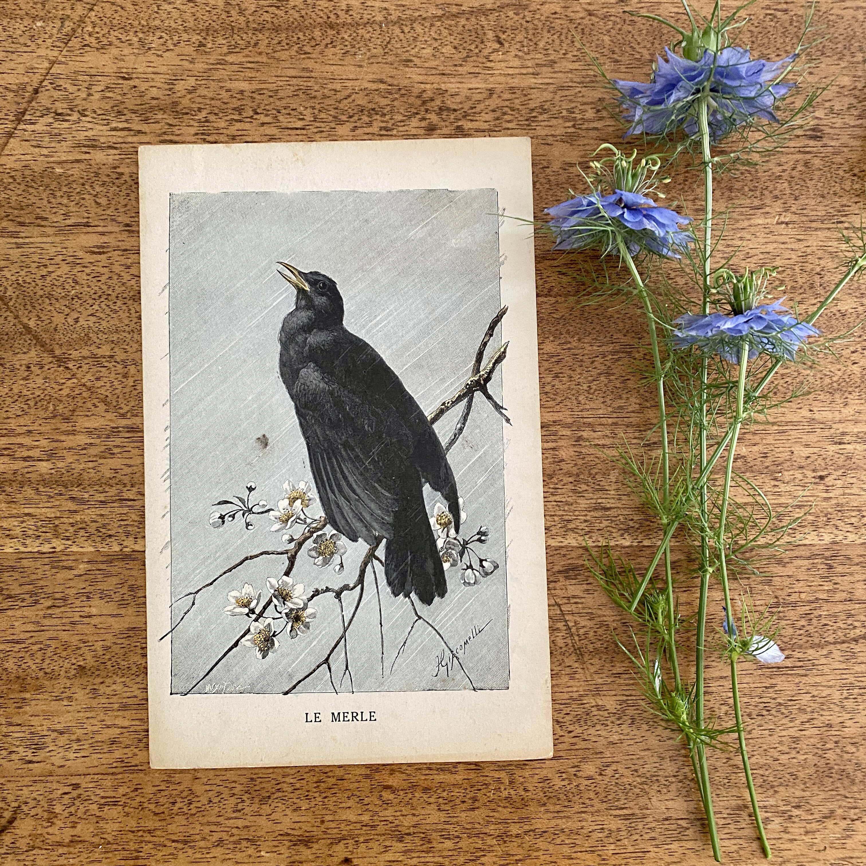 Old engraving of a bird - giacomelli and huyot - le merle -