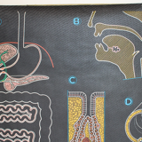 Displays the digestive system