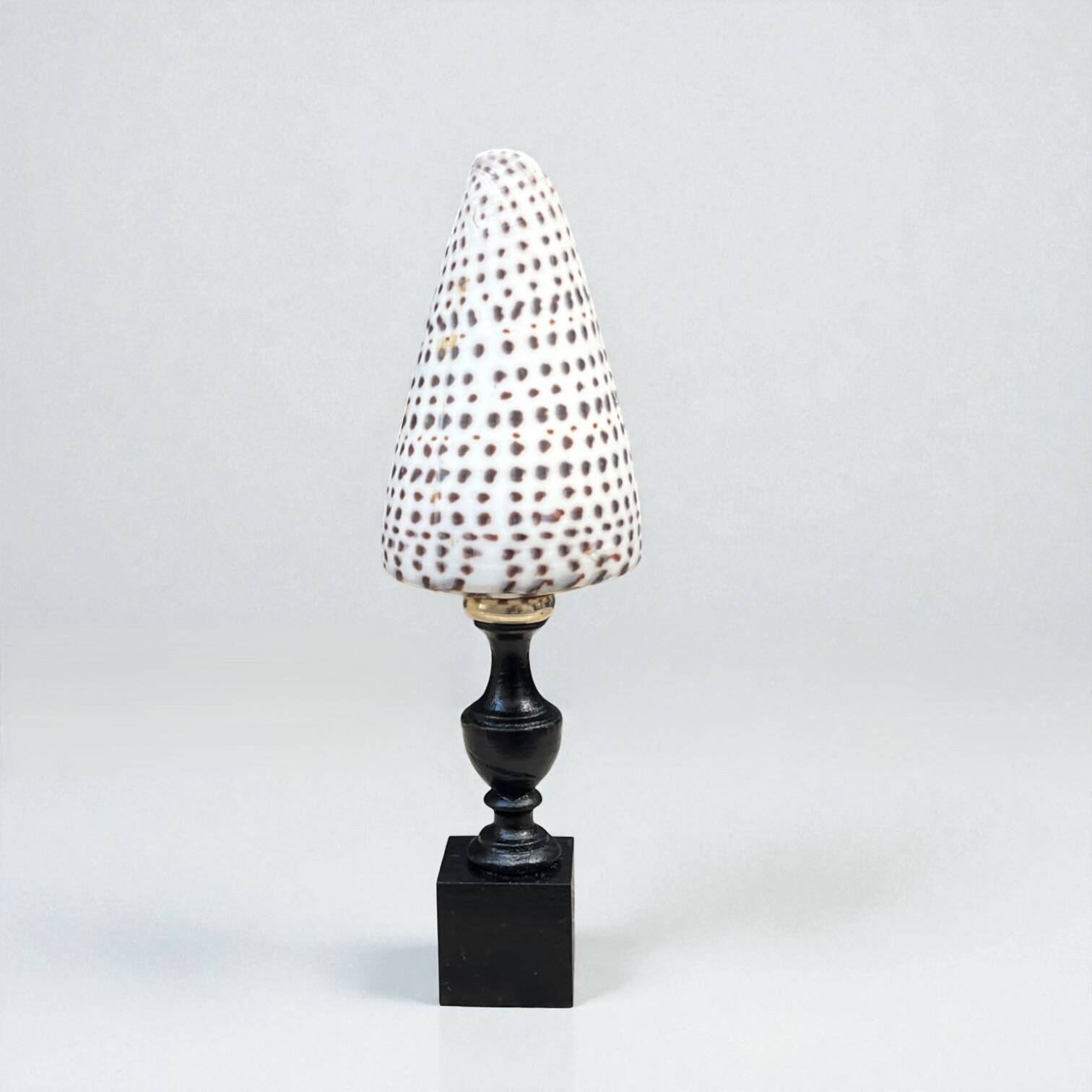 Cabinet of Curiosities: Conus shell on a blackened wooden base, 19th century