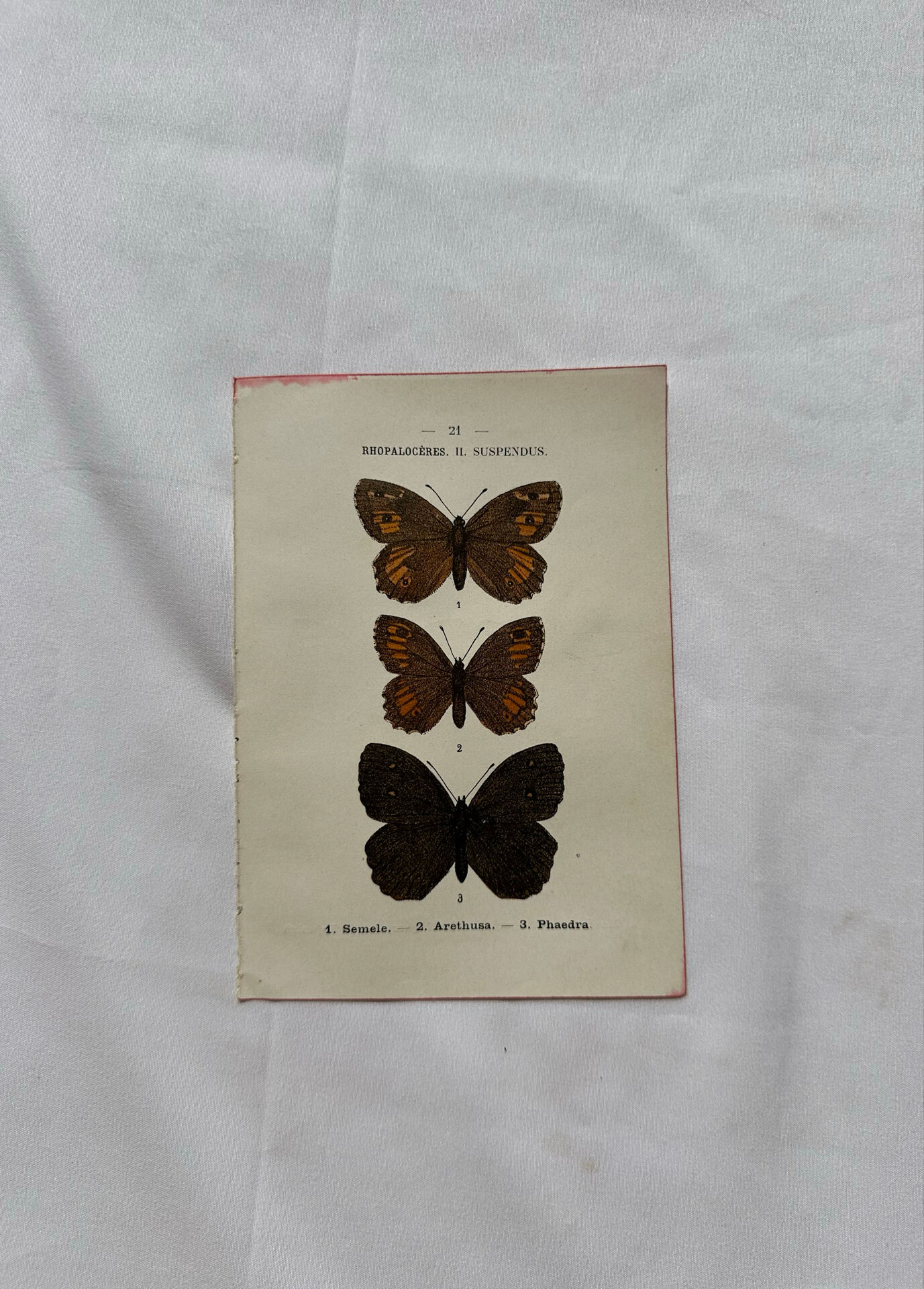 Botanical Plate 1800 Old naturalist engraving 19th century double-sided
