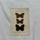 Botanical Plate 1800 Old naturalist engraving 19th century double-sided