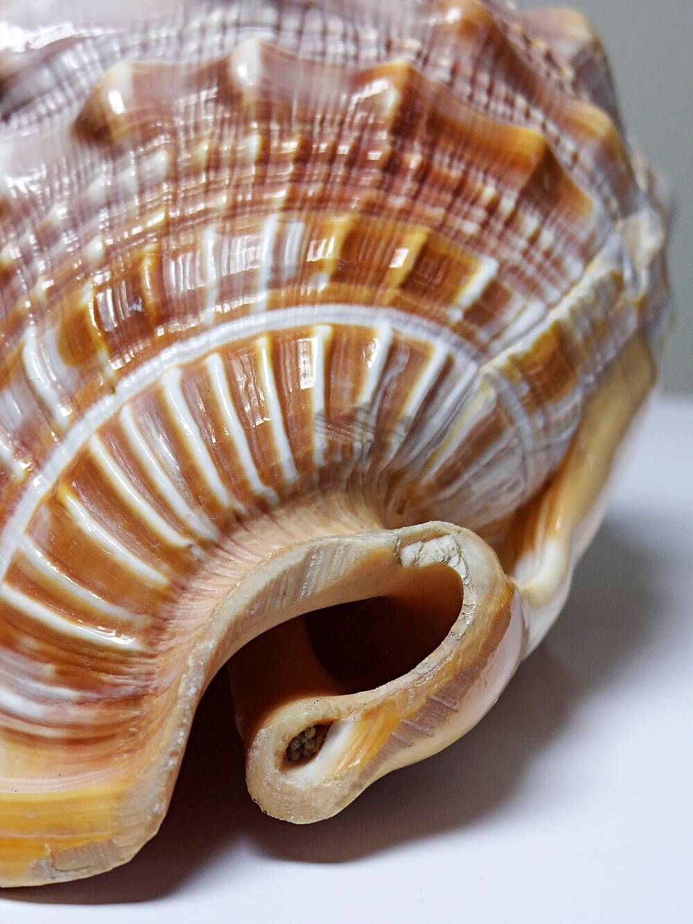 Vintage shell cabinet of curiosities Cypraecassis rufa 13cm