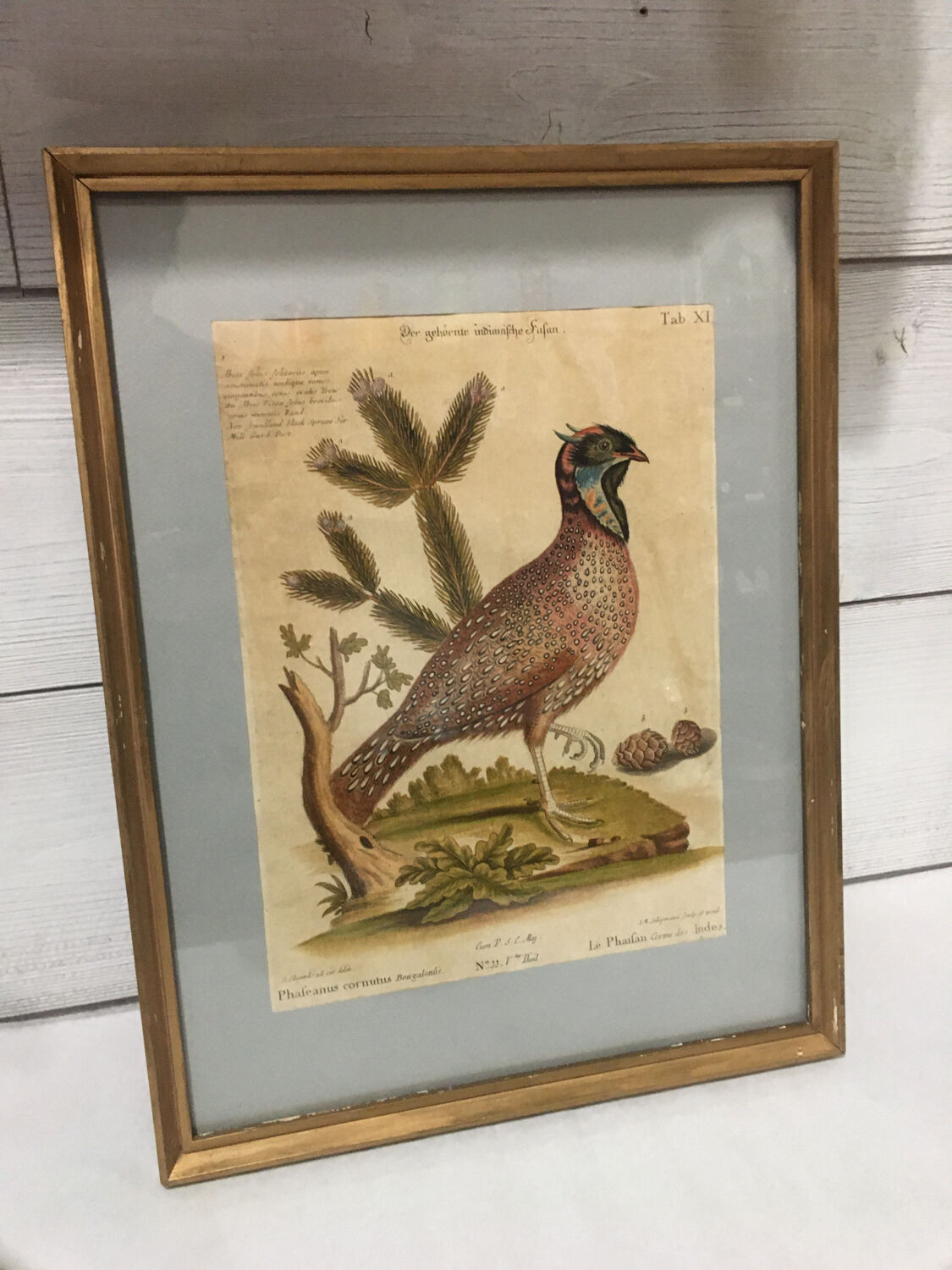 Ornithological engraving