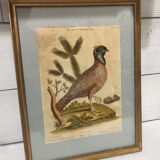 Ornithological engraving