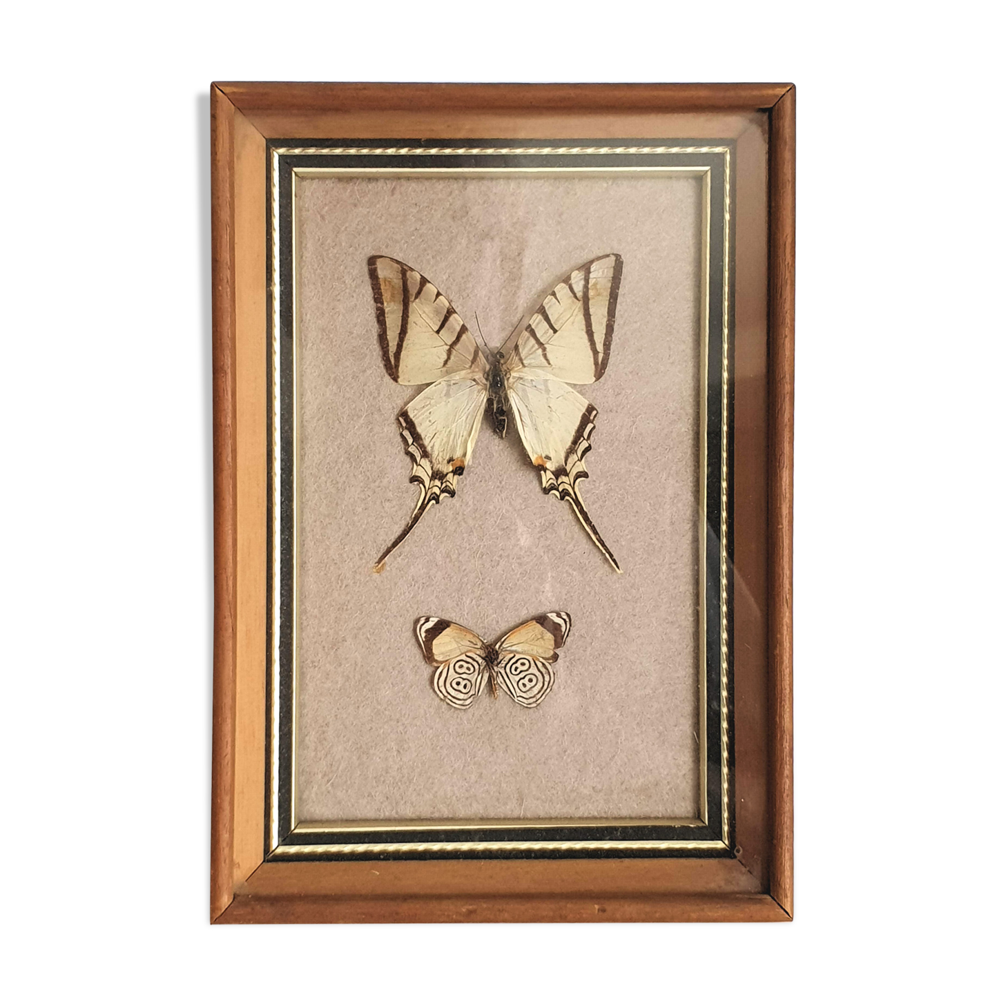 Naturalized butterflies