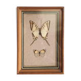 Naturalized butterflies