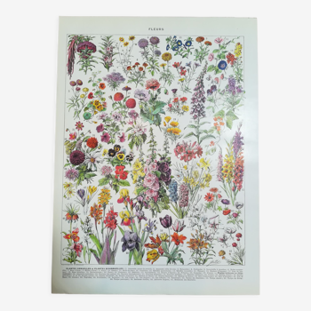 Lithograph on flowers from 1928 (amaranth)