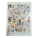 Lithograph on flowers from 1928 (amaranth)