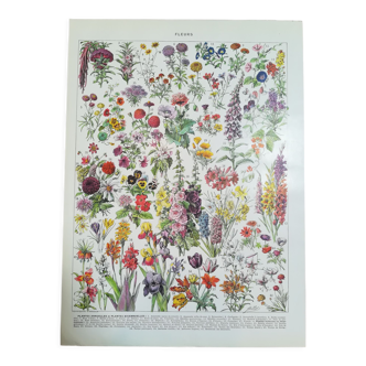 Lithograph on flowers from 1928 (amaranth)