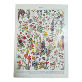 Lithographie sur les fleurs de 1928 (amarante)