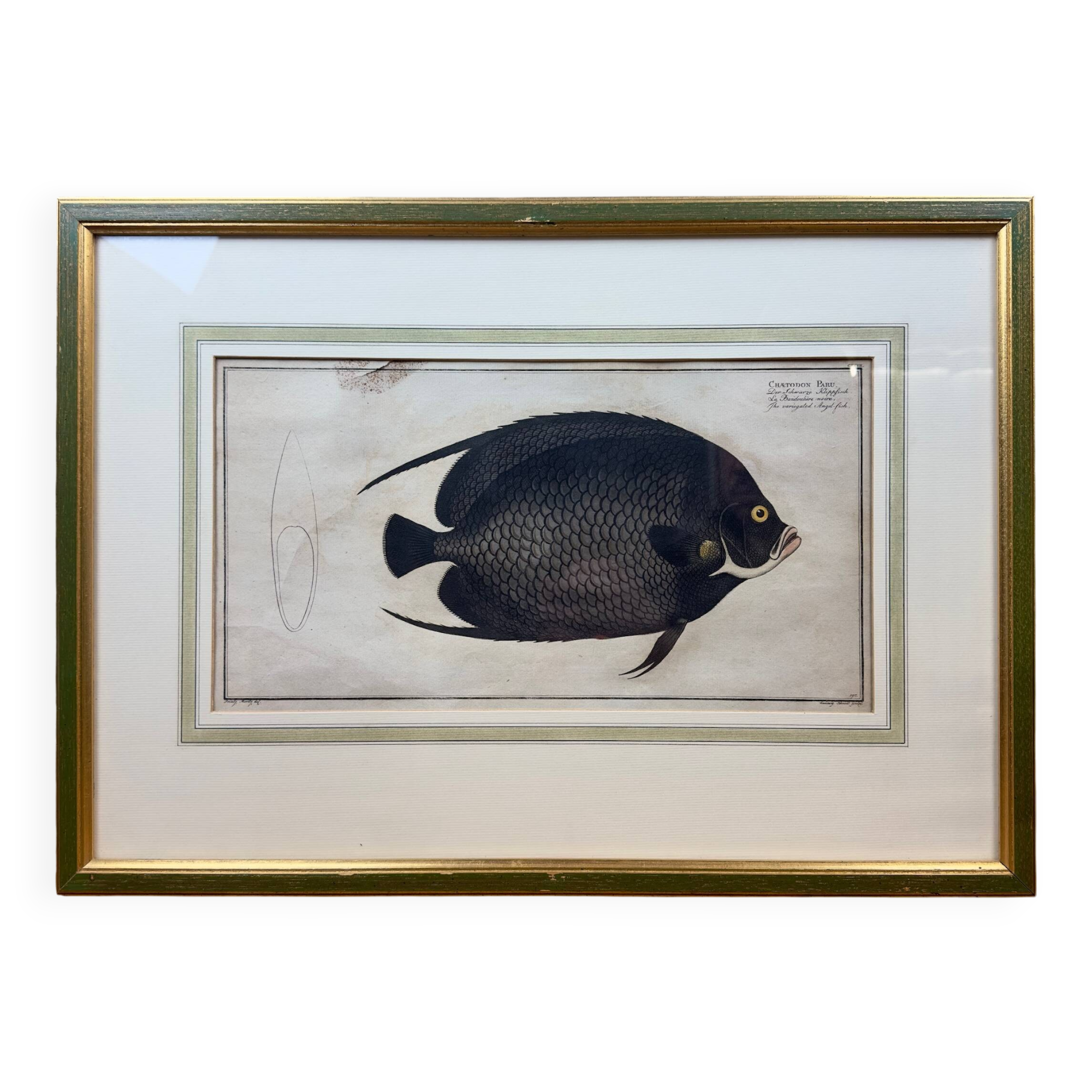 Gravure ancienne de poisson – Ludwig Schmidt (XIXᵉ siècle)