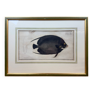Gravure ancienne de poisson