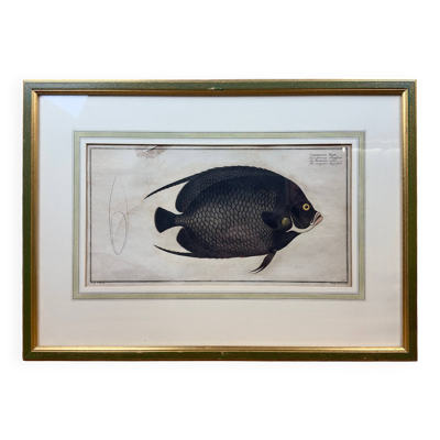 Gravure ancienne de poisson – Ludwig Schmidt (XIXᵉ siècle)