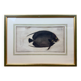 Old engraving of fish – Ludwig Schmidt (19th century)