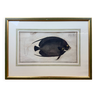 Old engraving of fish – Ludwig Schmidt (19th century)