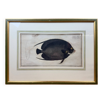 Old engraving of fish – Ludwig Schmidt (19th century)