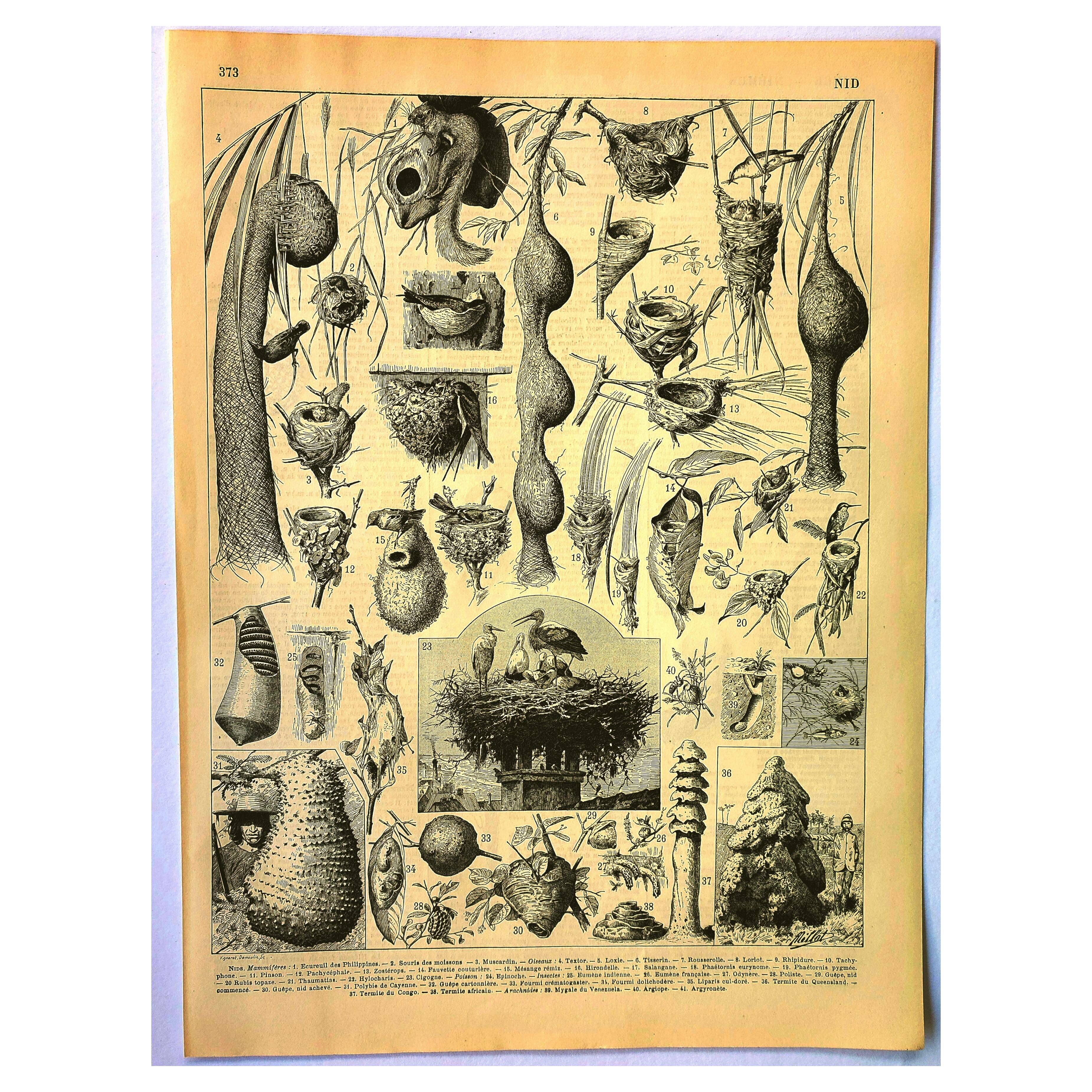 Gravure ancienne 1897 A. Millot - Nid, Nid d'oiseaux et autres animaux