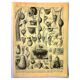 Antique engraving 1897 A. Millot - Nest, Birds' nest and other animals