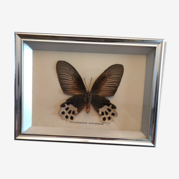 Frame with naturalized butterfly
