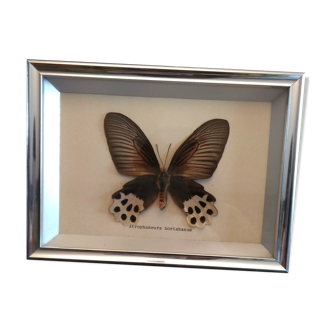 Frame with naturalized butterfly