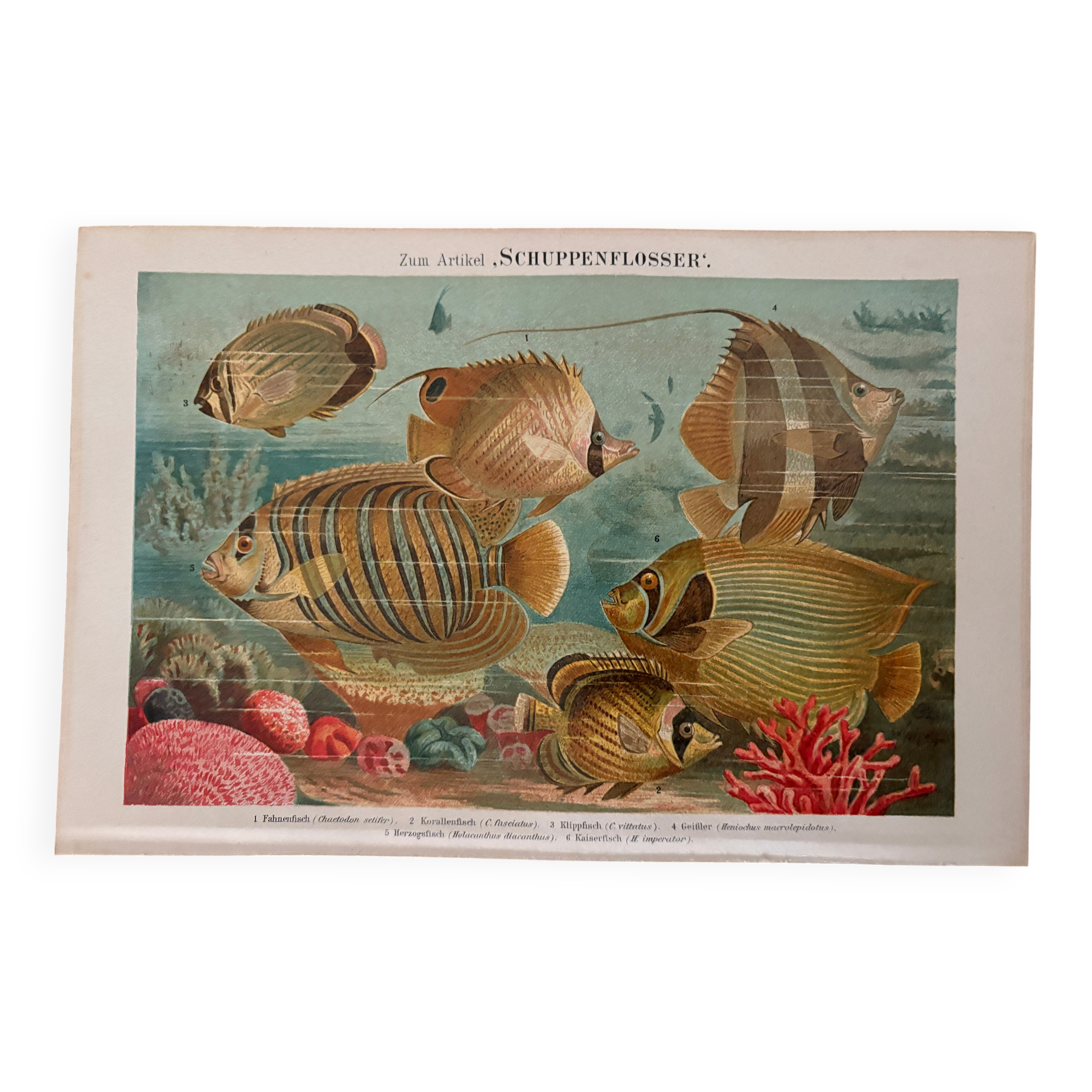 Ancienne gravure sur les poissons (1890)