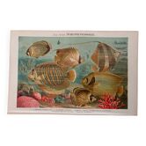 Old engraving of fish (1890)