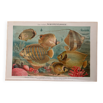 Old engraving of fish (1890)
