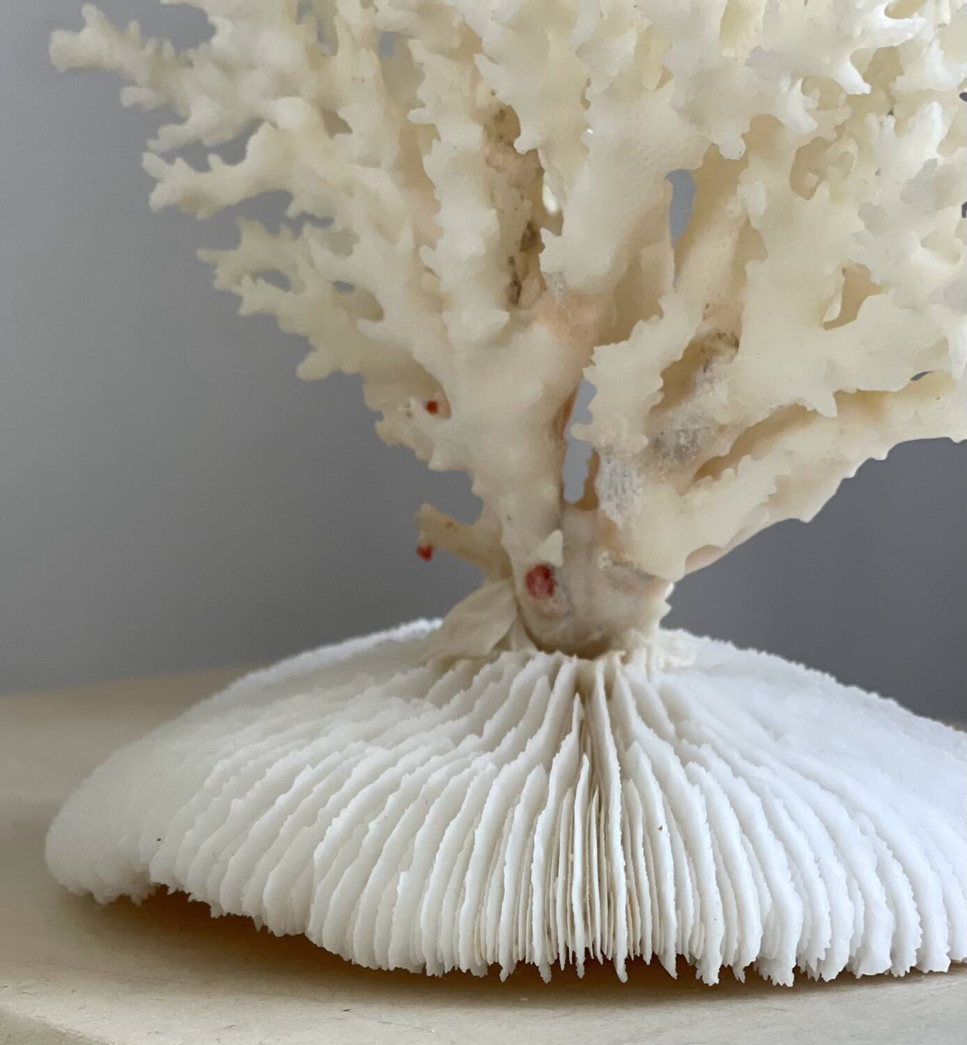 White coral on a natural base