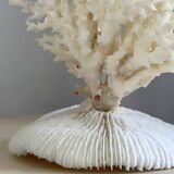 White coral on a natural base