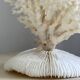 White coral on a natural base