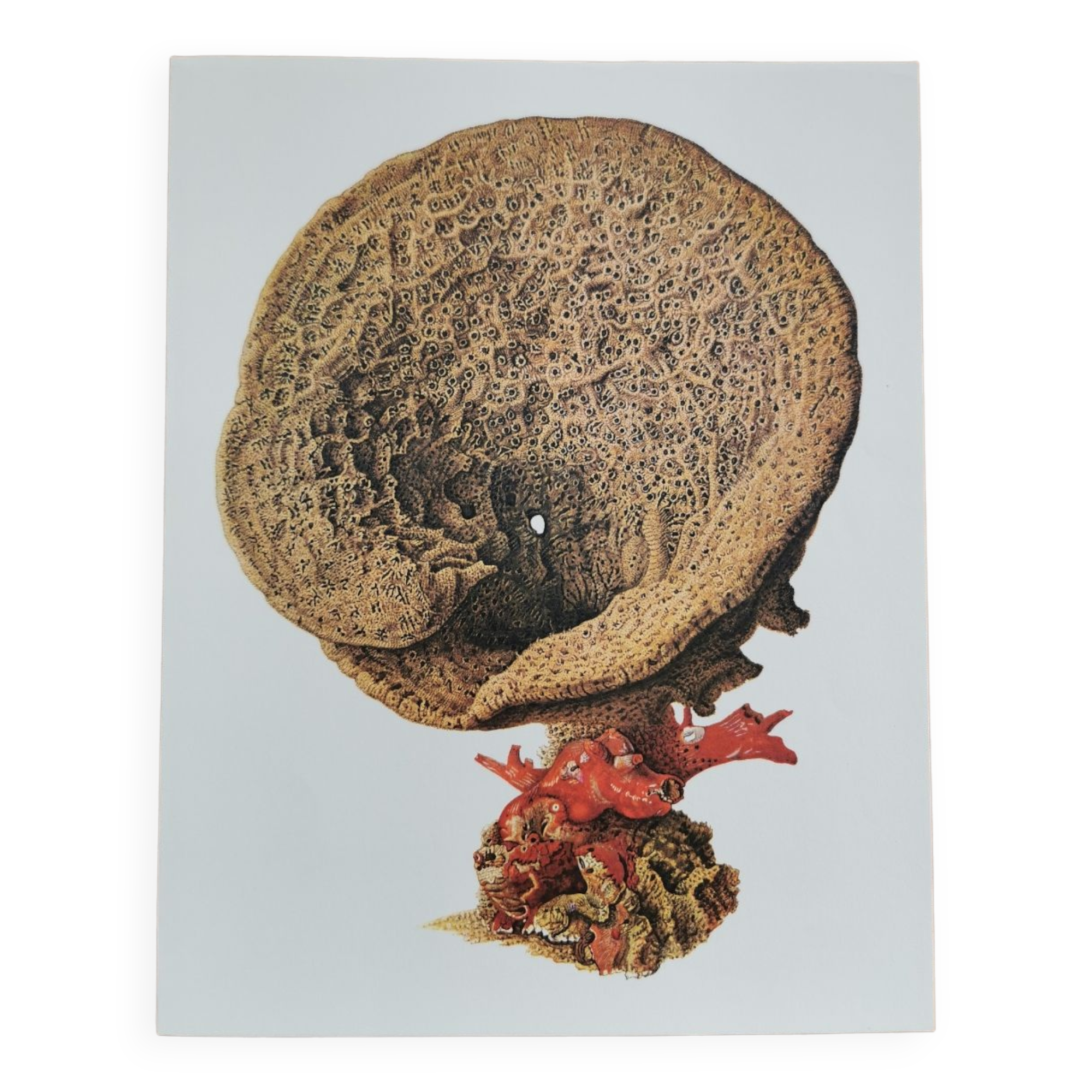 Ancient zoological plate