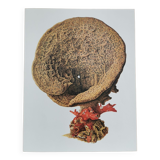Ancient zoological plate