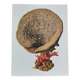 Ancient zoological plate